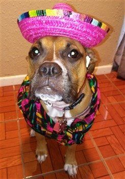 Mexican costumes for outlet dogs